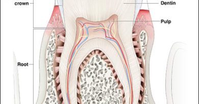 human tooth structure