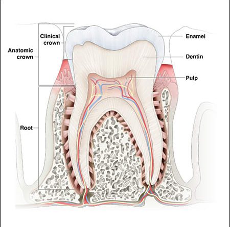 human tooth structure
